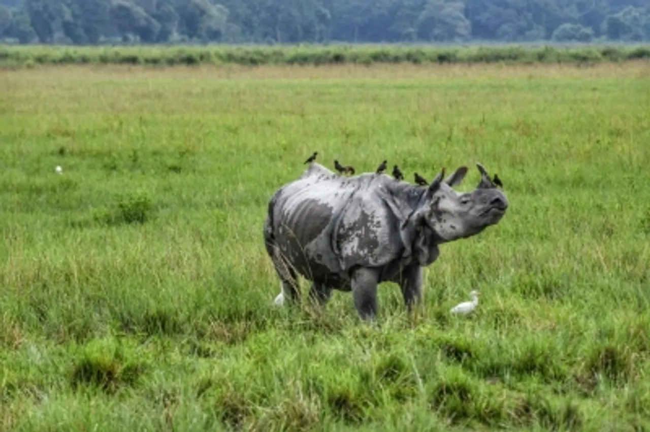 Rhino count