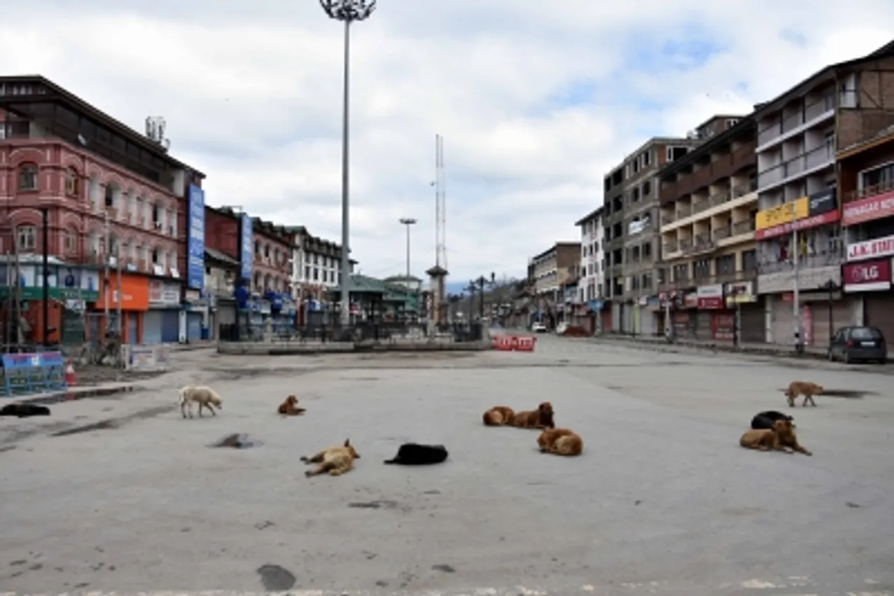 Srinagar Stray