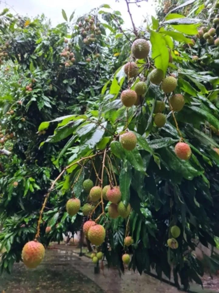 Cyclone Amphan