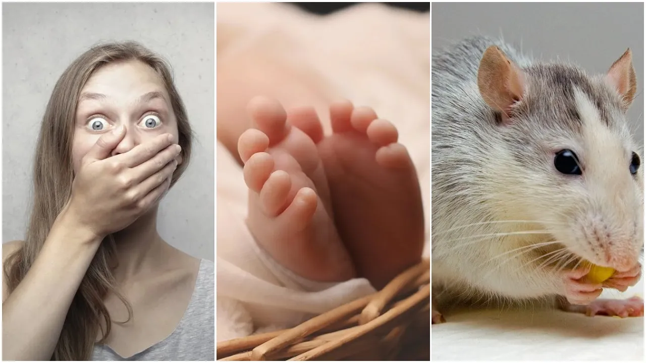 New Born Bitten By Rats