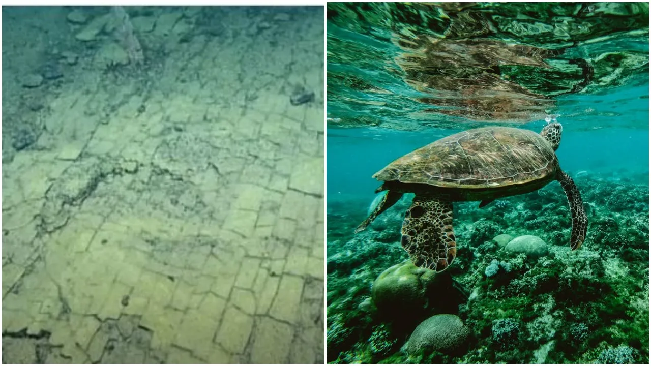 Life In Pacific Ocean