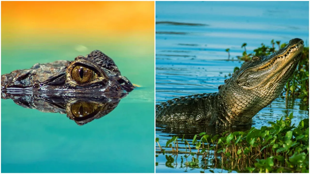 Crocodile Attack On 13 Year- Old Girl