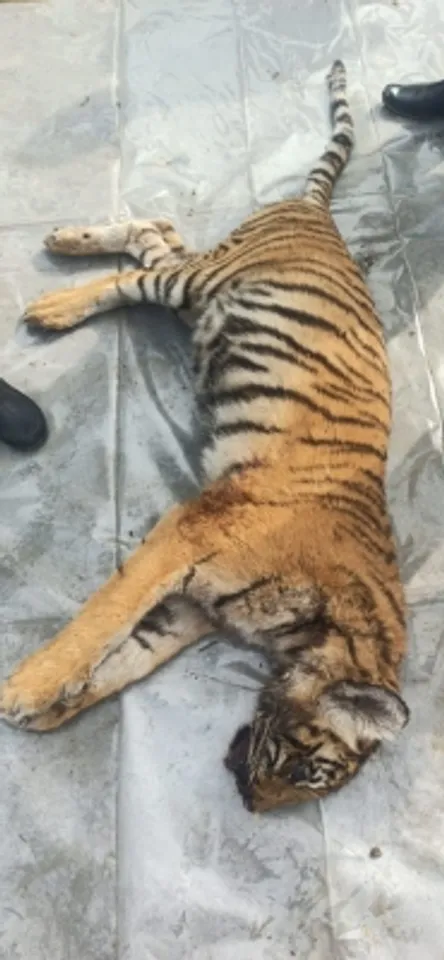 Tiger cub