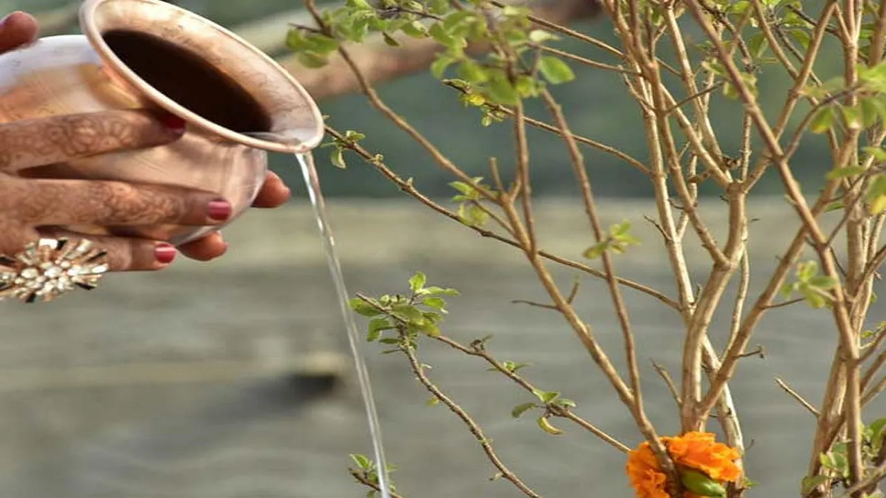 Tulsi Plant Remedies