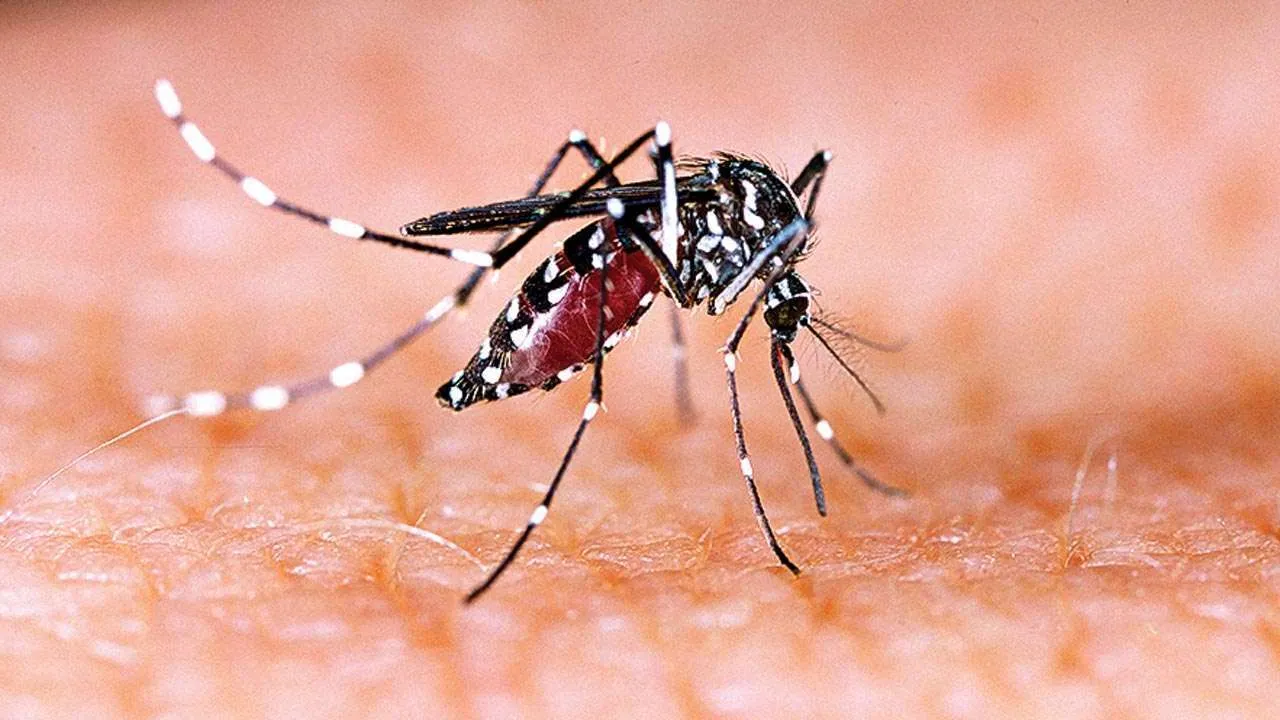 1001305 mosquito thinkstock