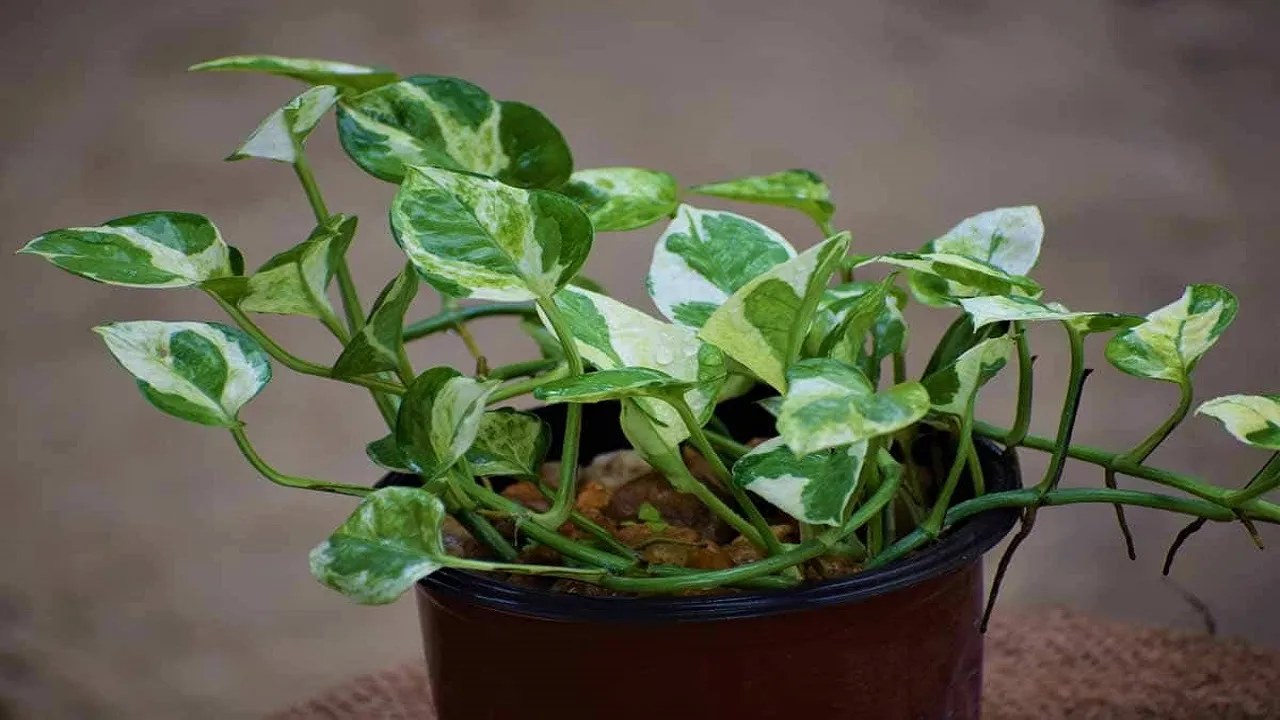 Money Plant Negative Effects