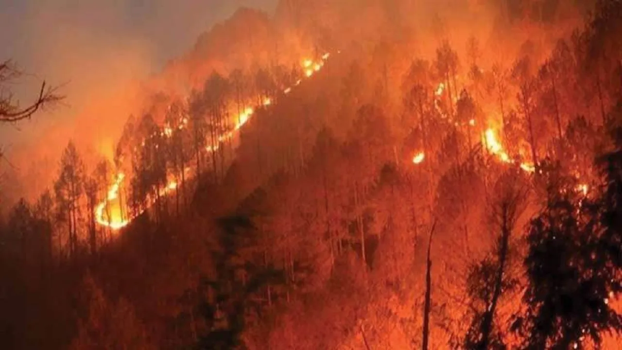 FOREST FIRE