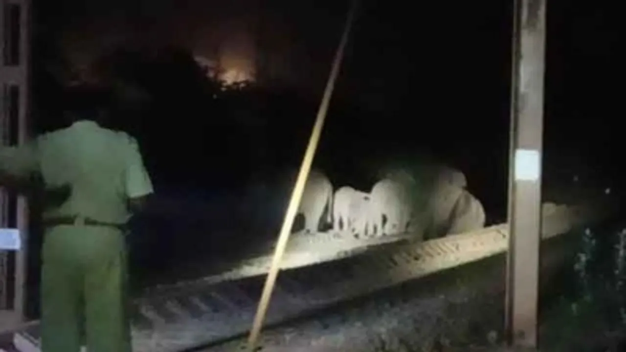 Three elephant