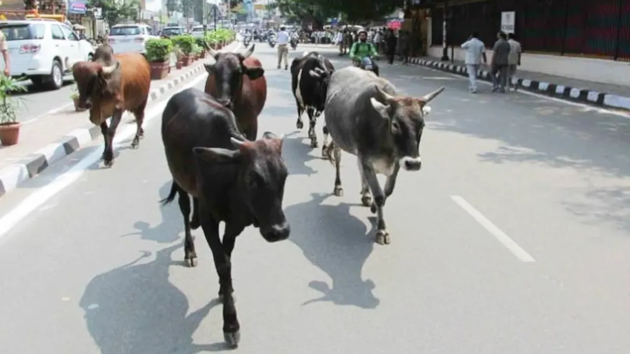 cow