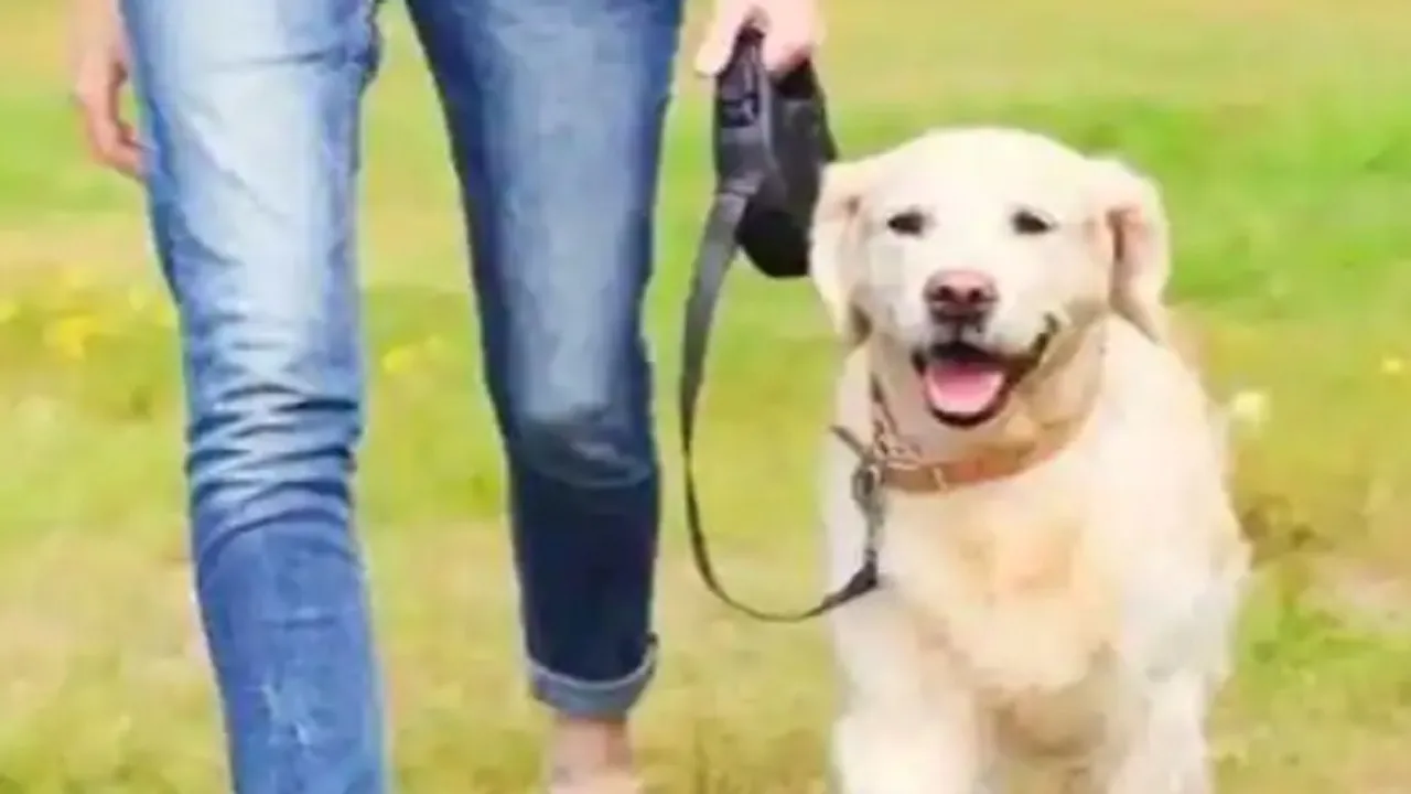 Dog