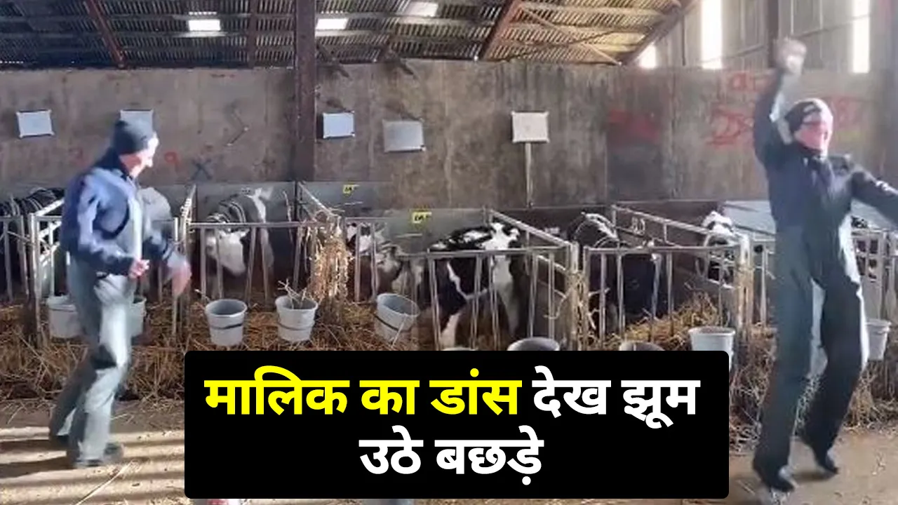 Video Of Dancing Calves
