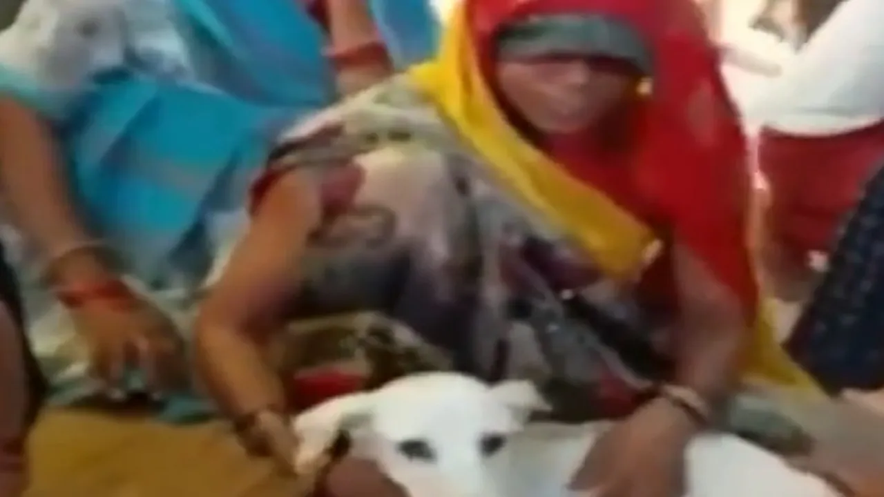 dog2