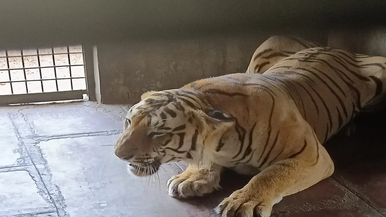 tiger