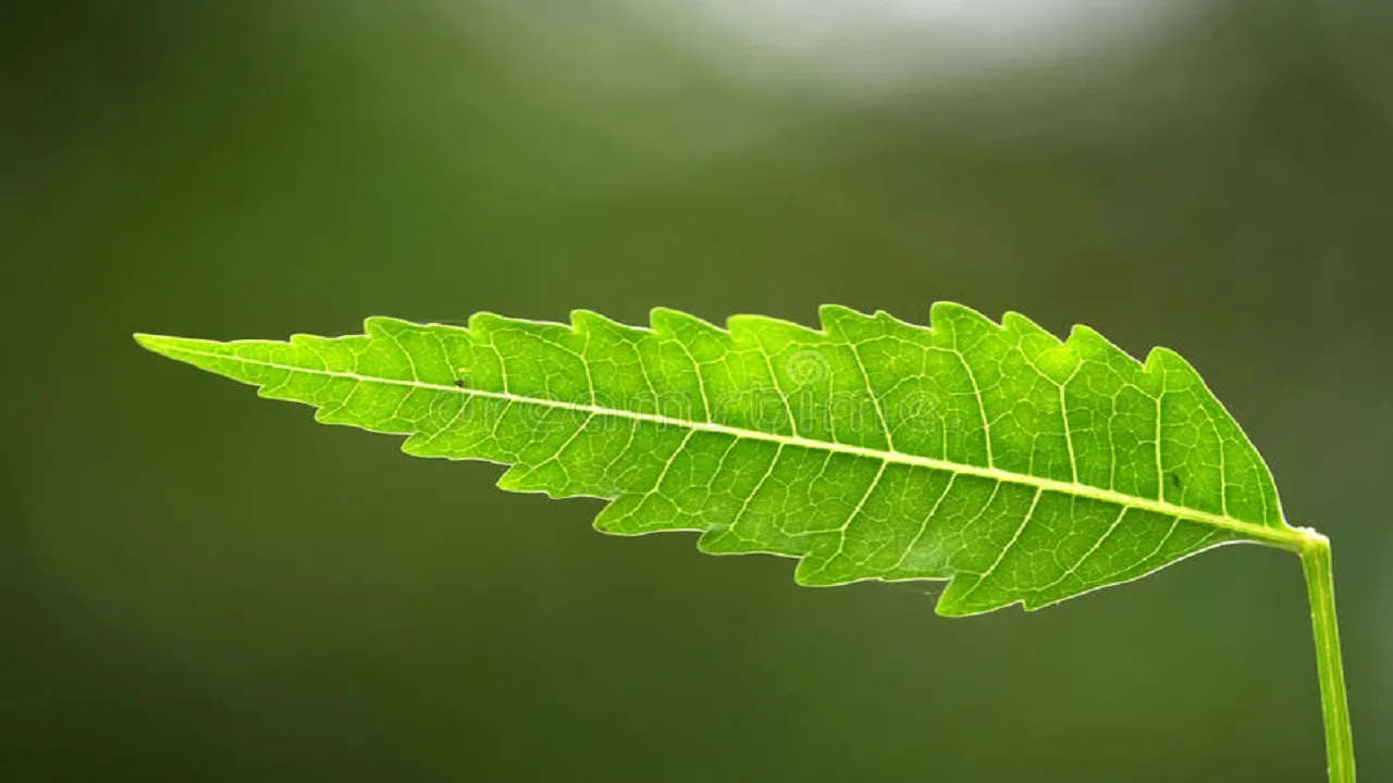 neem