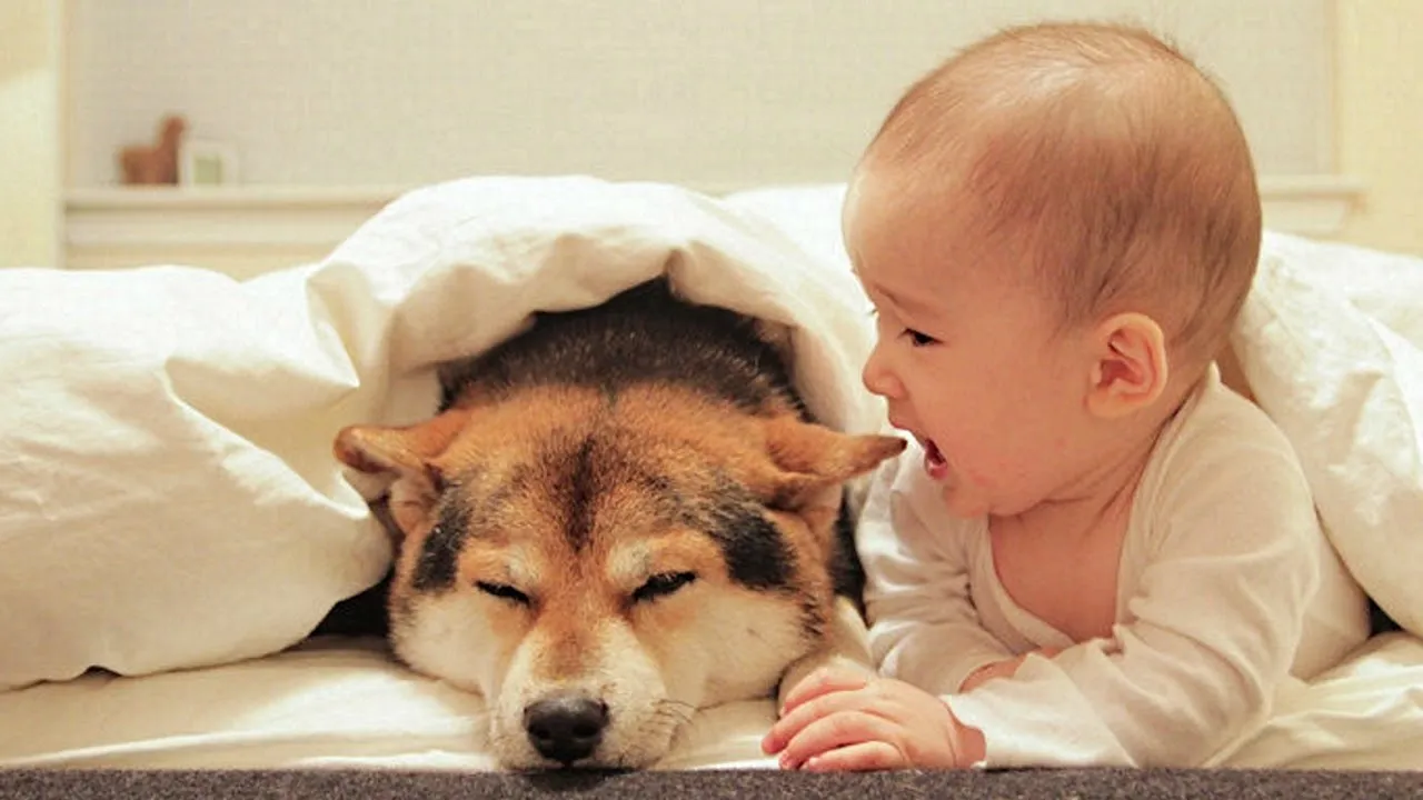 pet