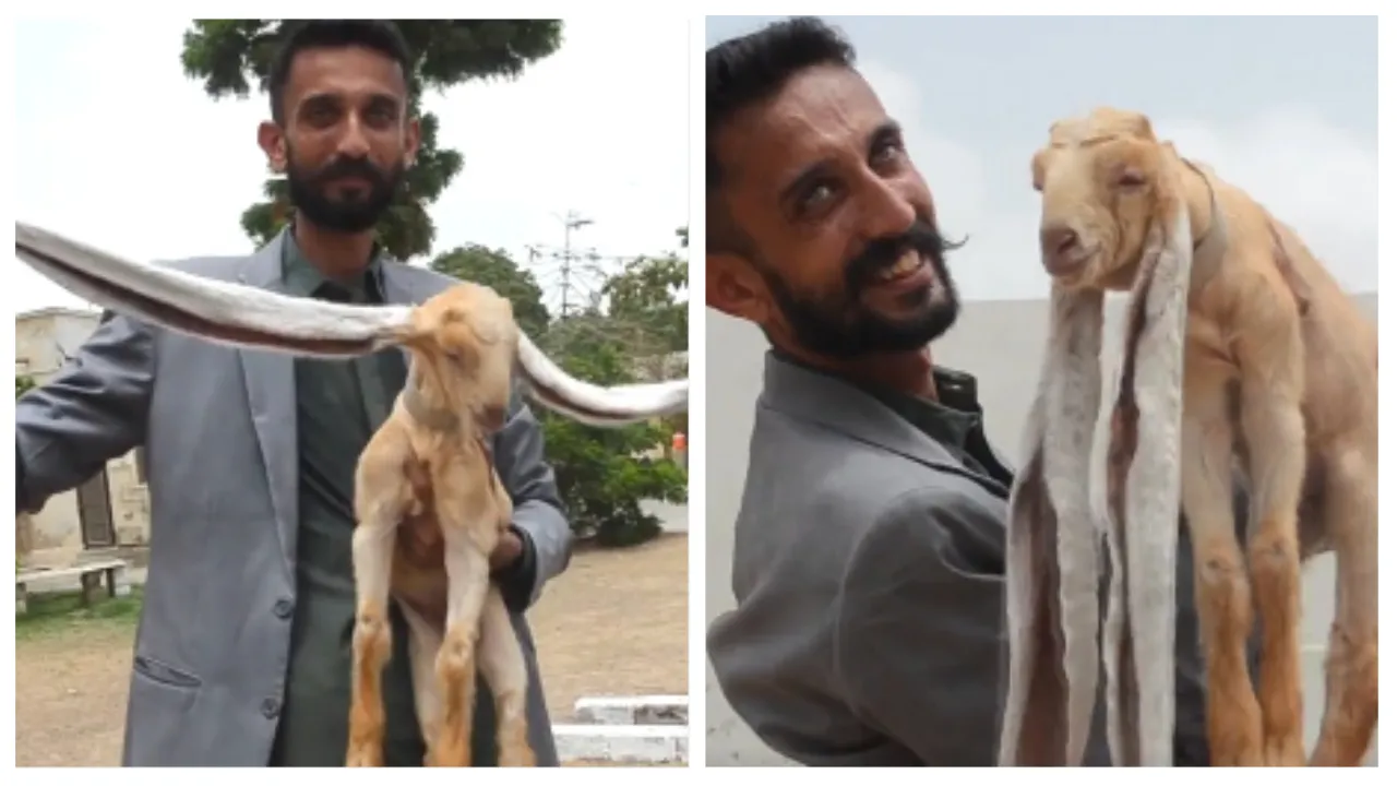 Long Ear Baby Goat Simba