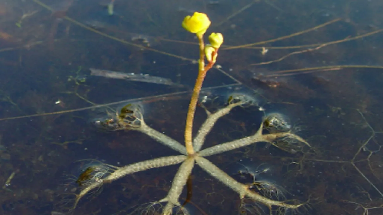 Bladderwort