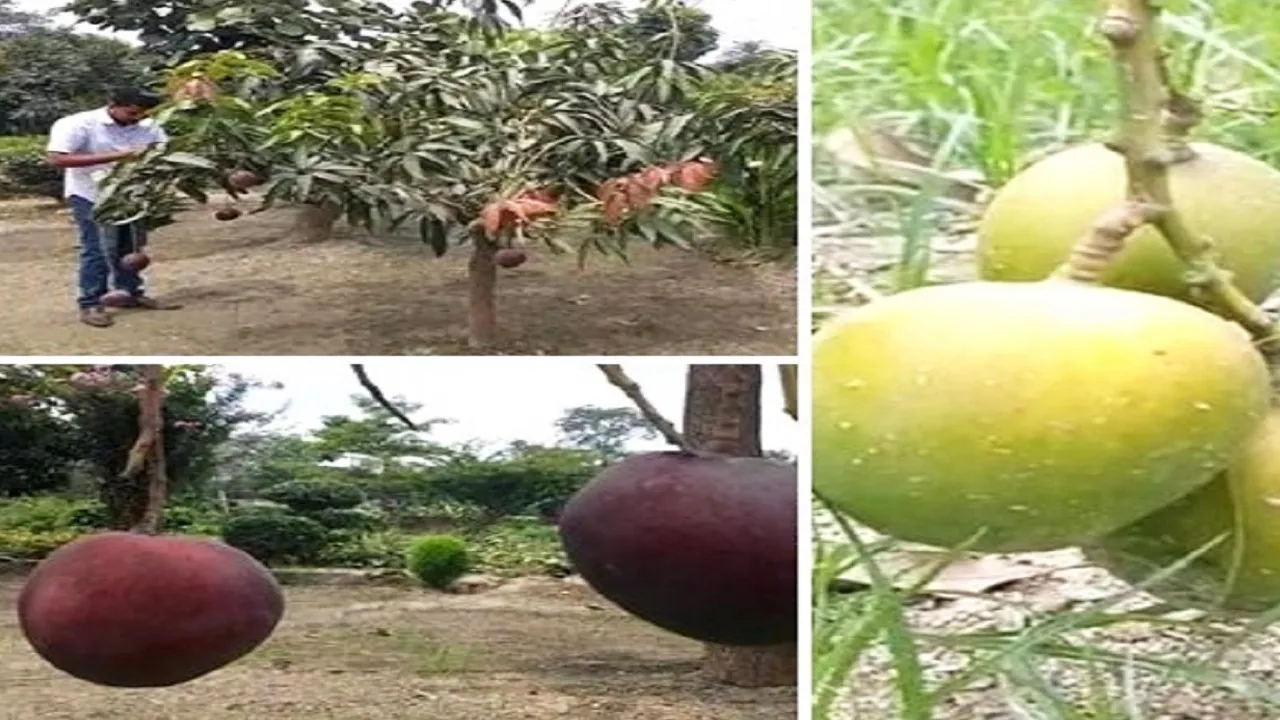 mango  1