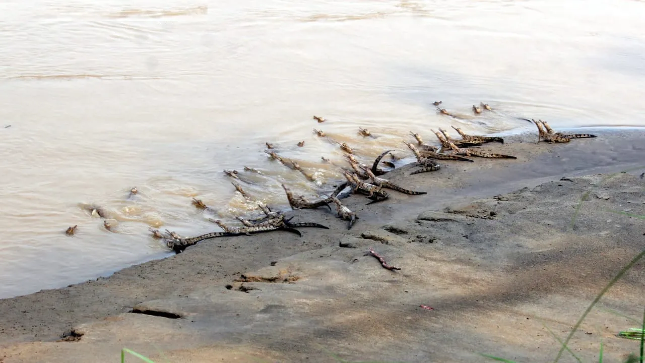 alligators