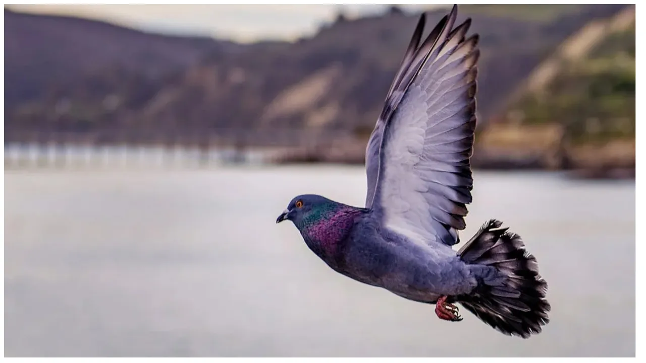 Pigeon Reach America From England