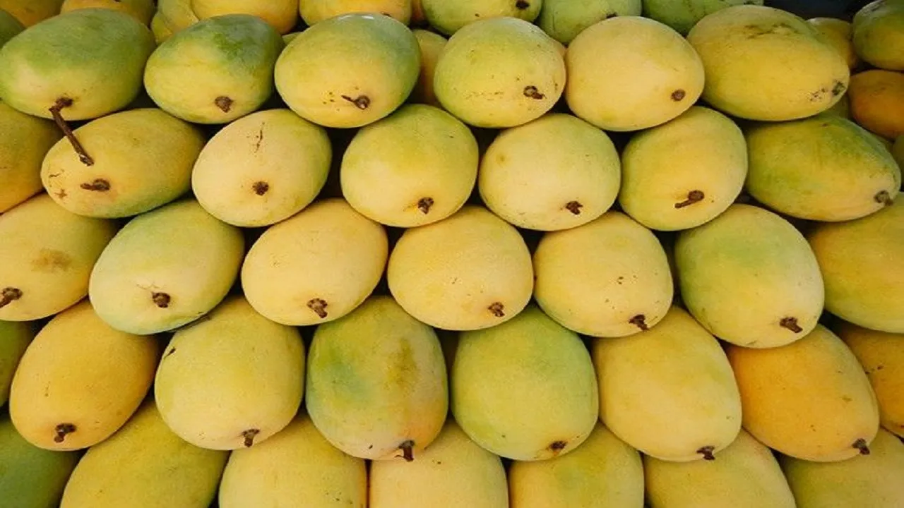 MANGO
