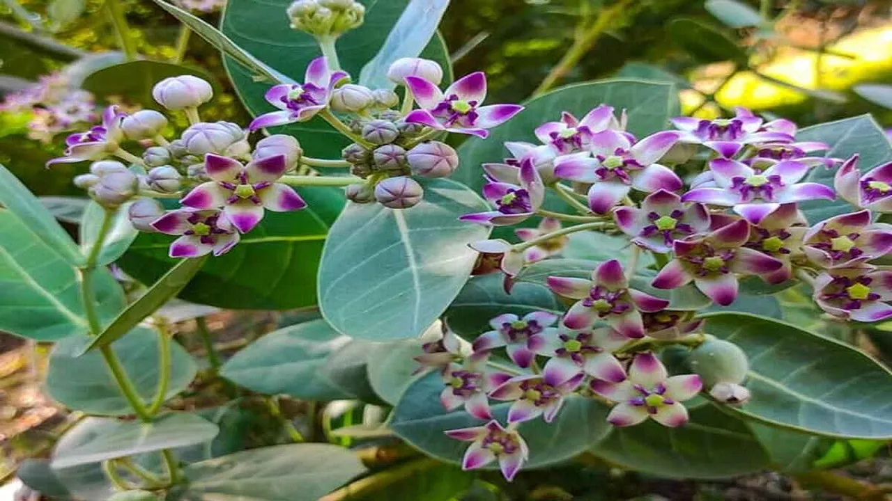 Aak Paudha Benefits