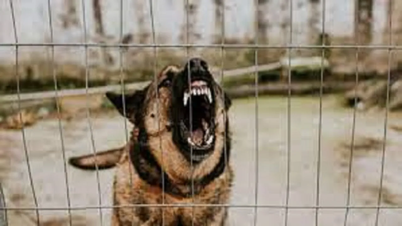 pet dog