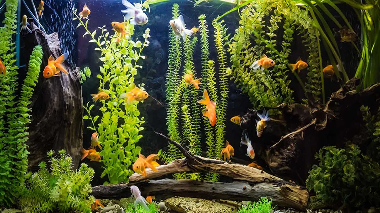 9 Fish For Money