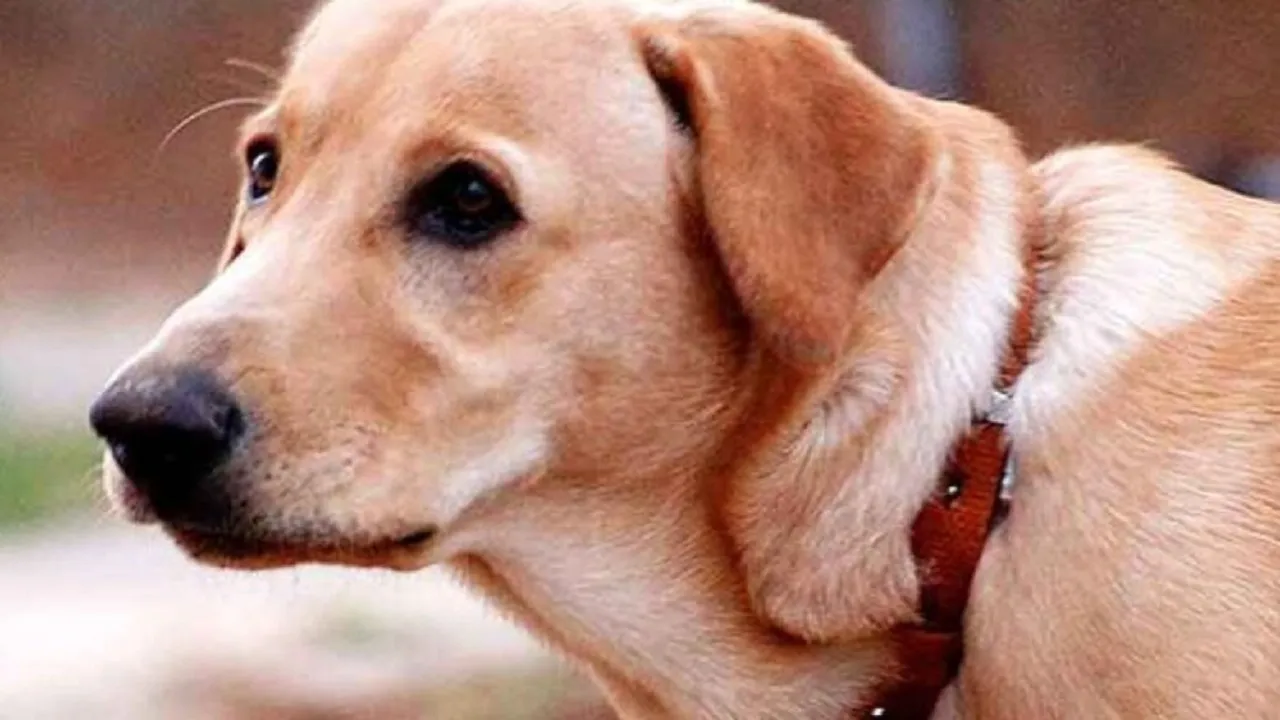 mailk kutta