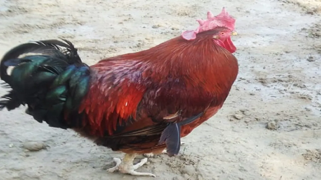 Chicken