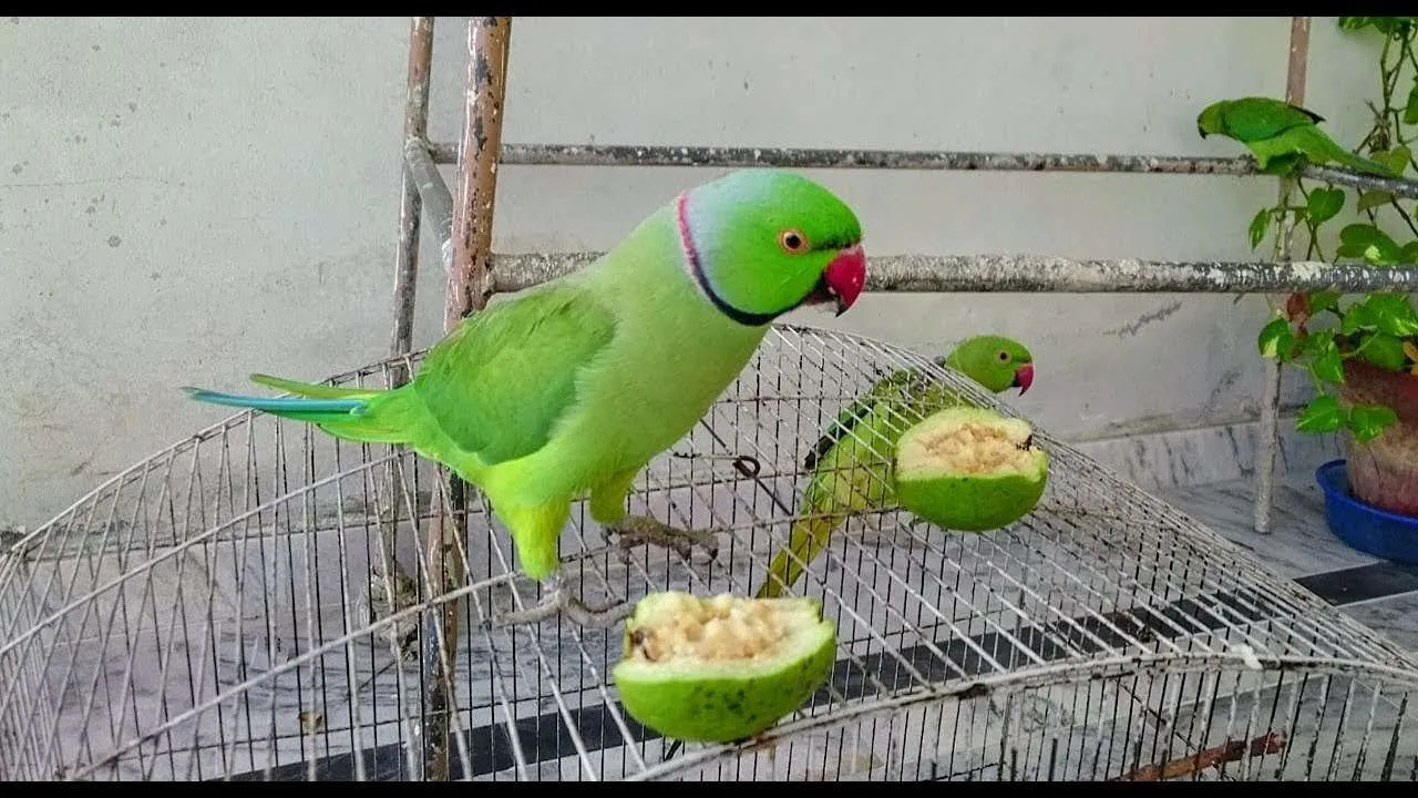 Parrot Remedy On Saturday For Happiness