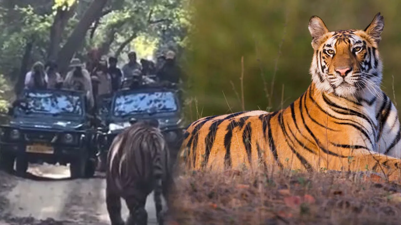 tiger
