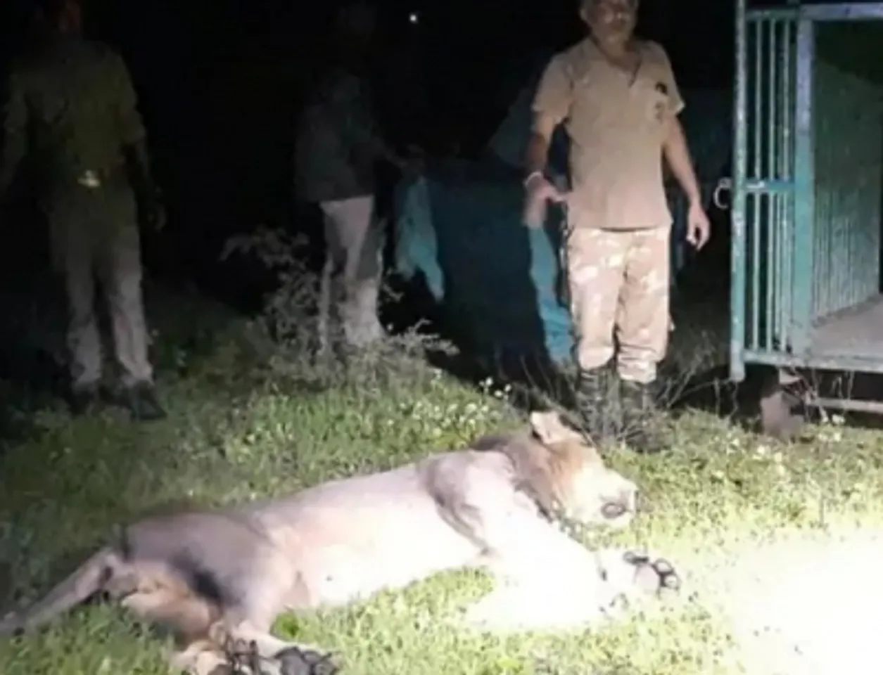 tranquilized lion