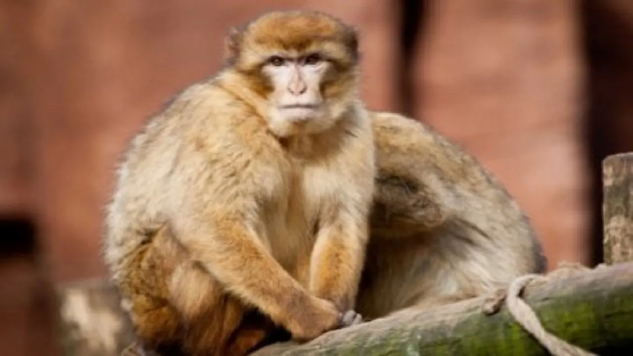 monkey1