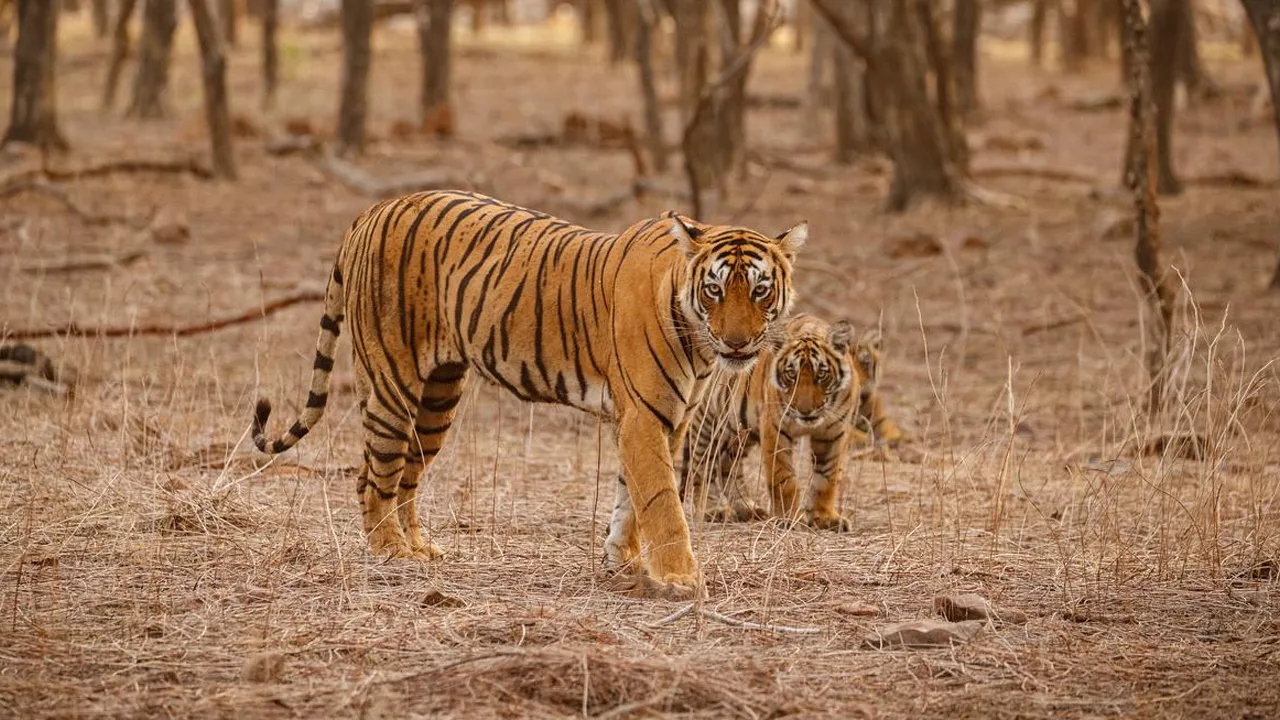 tiger