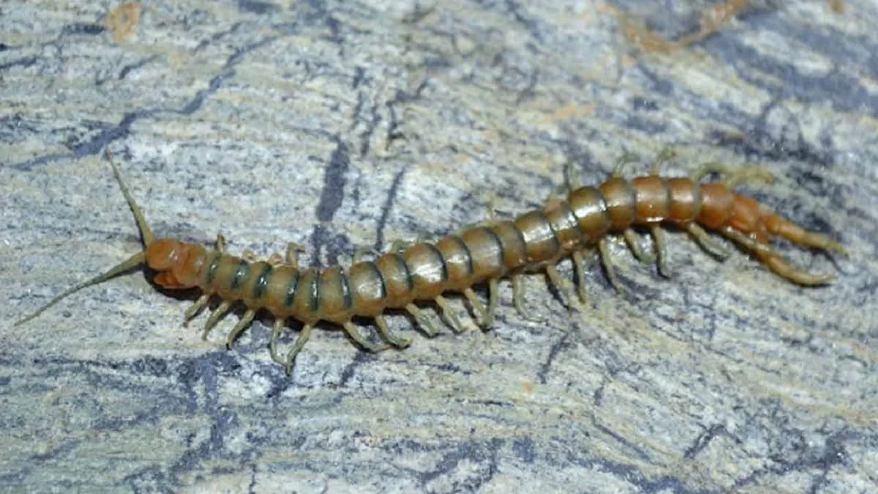 centipede vastu tips