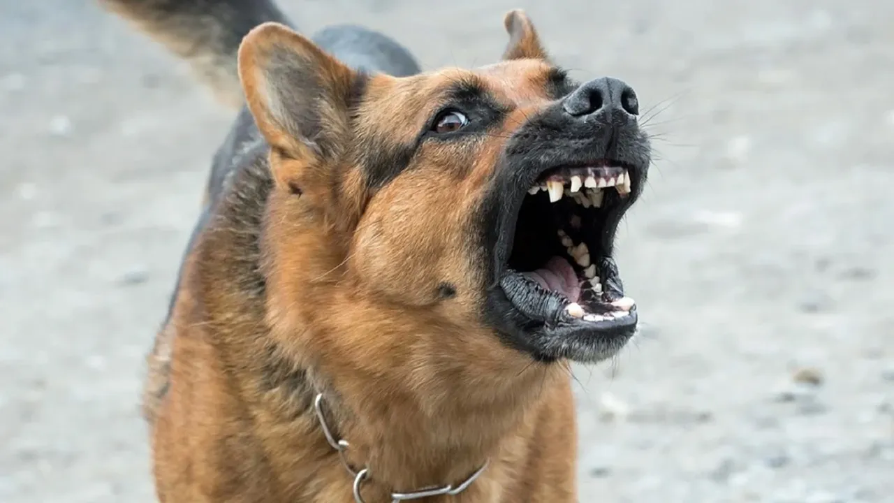 dog bite