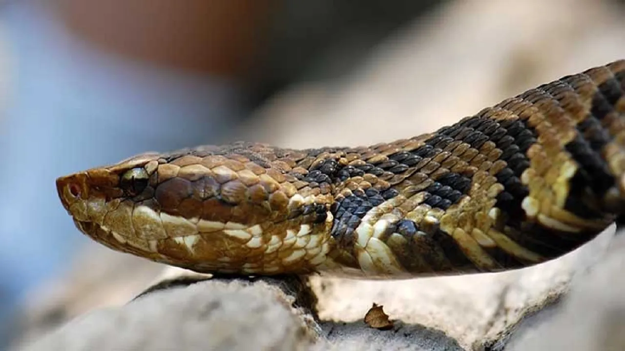 Snake