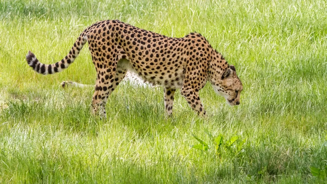 cheetah