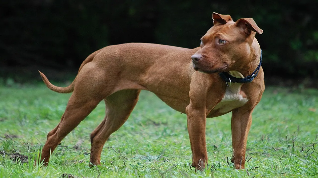 pitbull dog