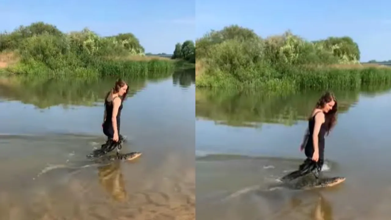 Woman Dragging Crocodile In Water