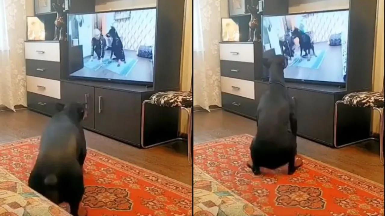 Doberman Recreates His Workout By Watching Television