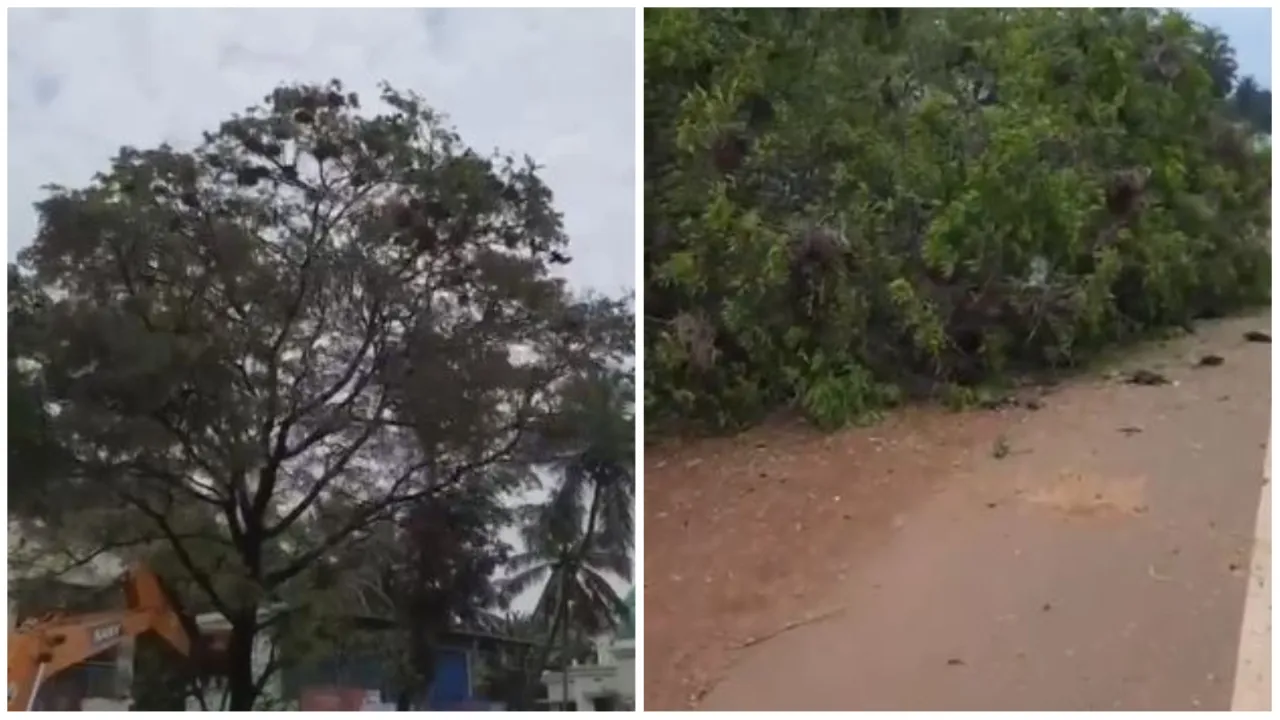 Birds Fell To death By Cutting A Tree Viral Video