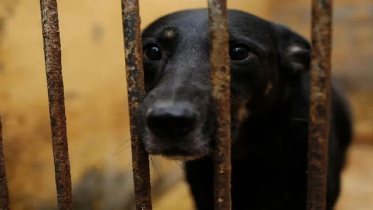 dog