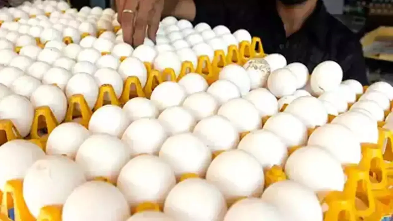 egg
