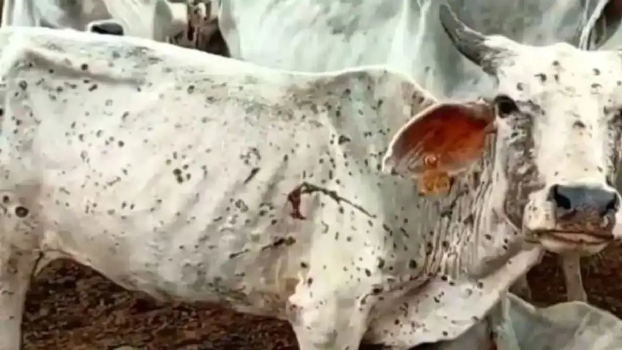 lumpy virus in Delhi