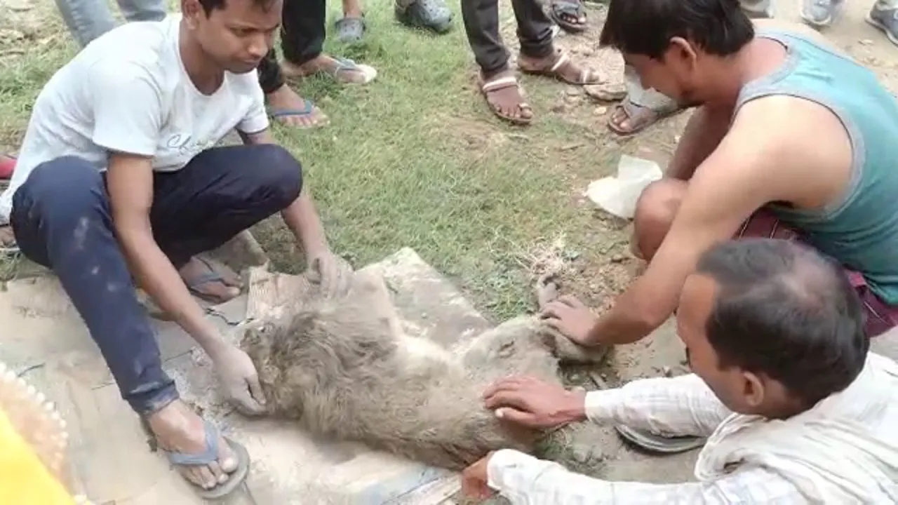 monkey malish