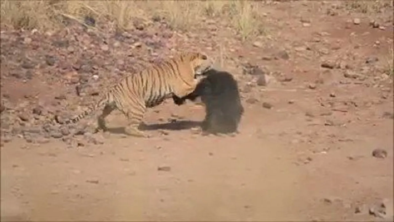 TIGER