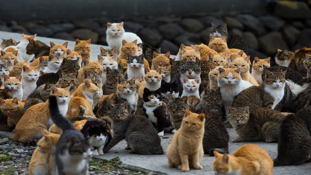 Cats