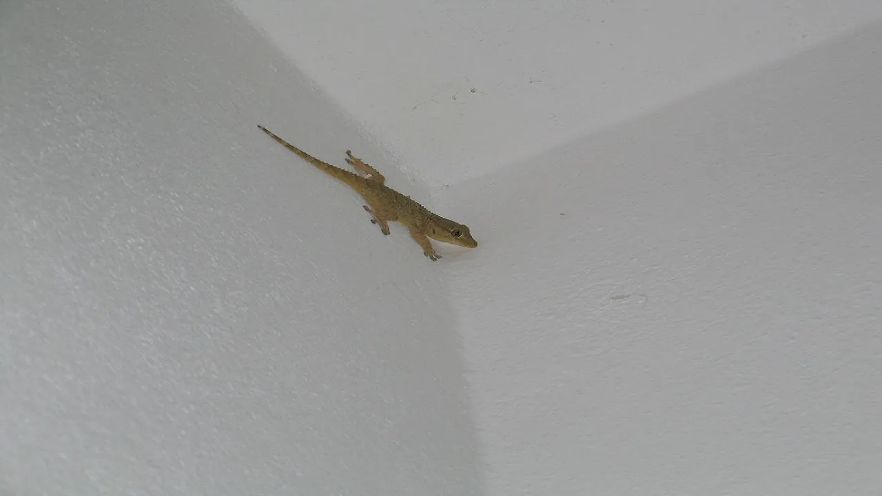Lizard Gestures Gives Future Prediction